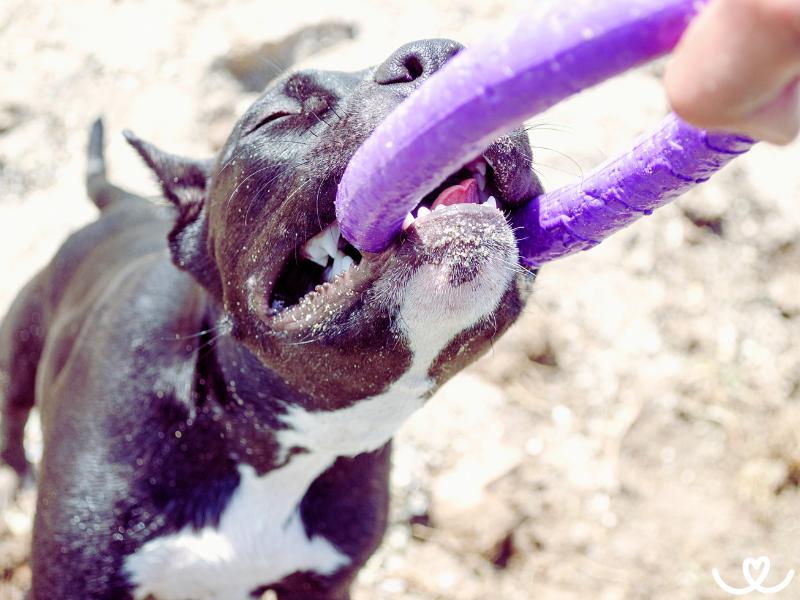 Dog-puller-pro-psy (1)